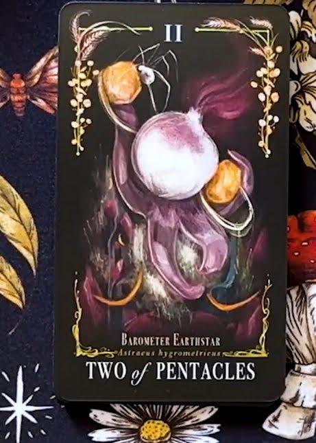 Midnight Magic: A Tarot Deck of Mushrooms